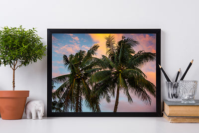 Palm Trees | Kaikoa