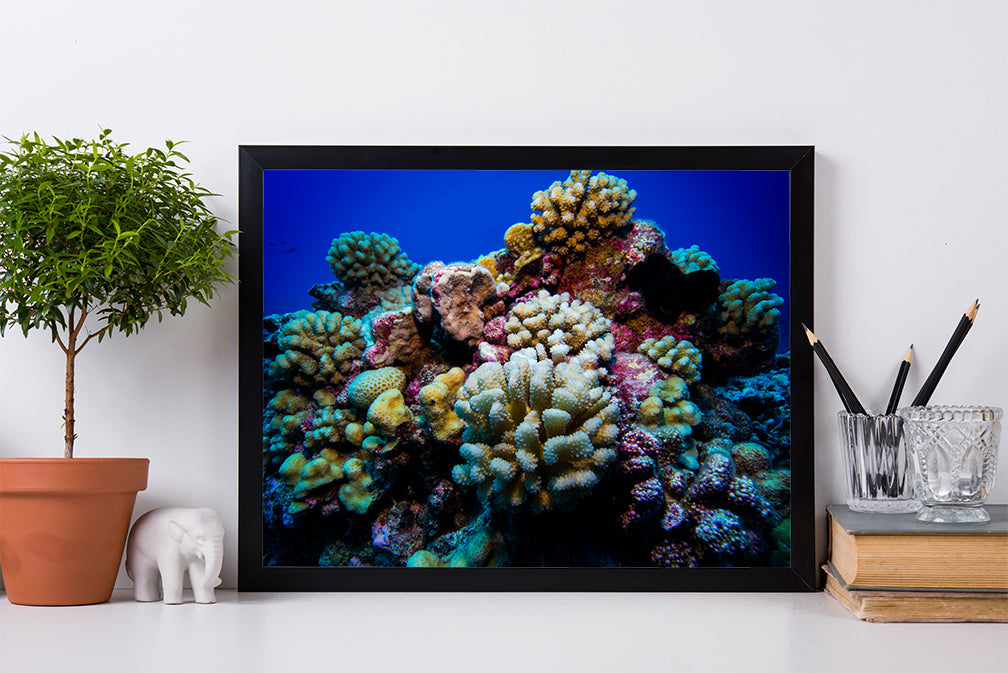 Corals | Kaikoa