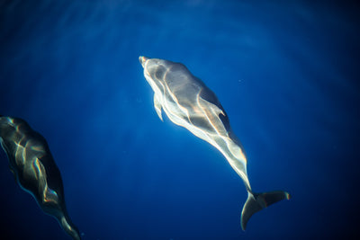 Dolphin | Kaikoa